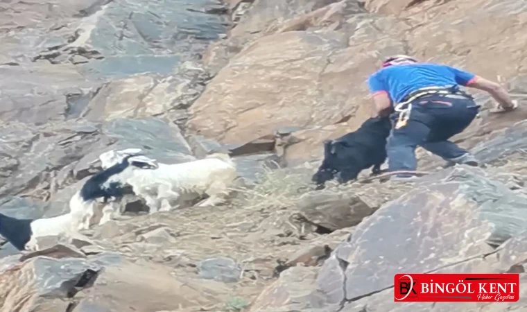 60 metre yükseklikte mahsur kalan keçiler AFAD ekipleri tarafından kurtarıldı