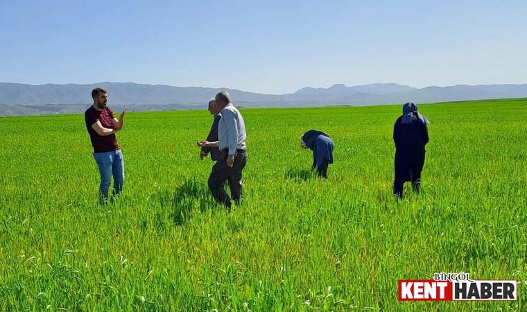 Bingöl'de Buğday Ekili Alanlarda İnceleme Yapıldı