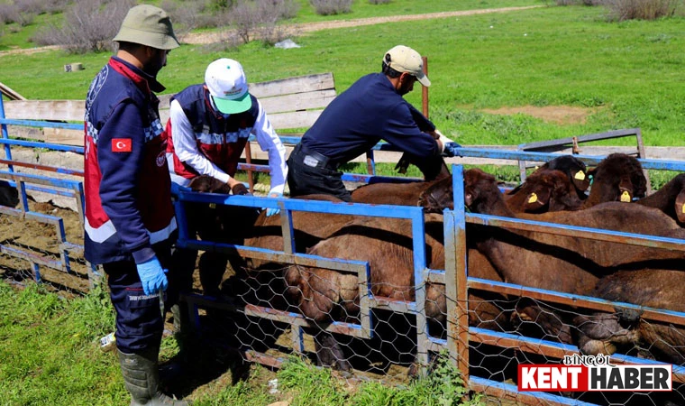 Bingöl'de Hayvanları Aşılama Çalışması Yapıldı