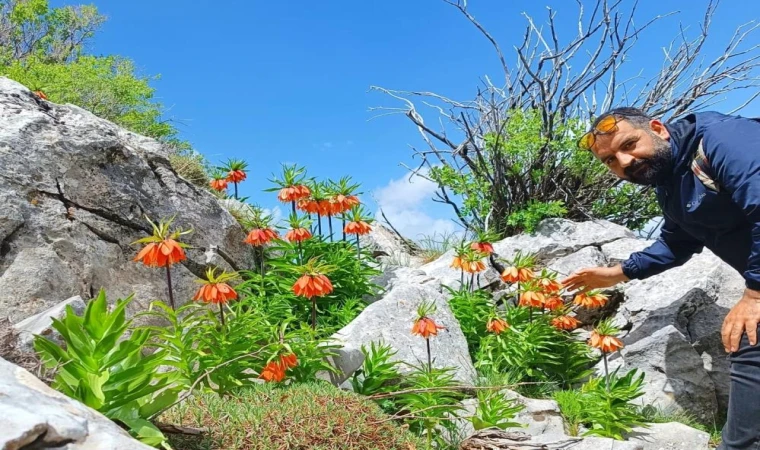 Bu İki Çiçeği Koparmanın Cezası Yarım Milyon Lira, Bingöl'de de Yetişiyor