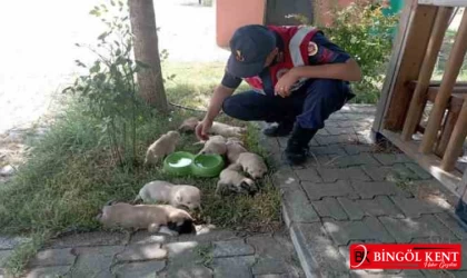 Ölmek üzere olan anne köpek ve 9 yavrusunu kurtardılar