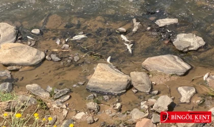 Solhan’da toplu balık ölümleri