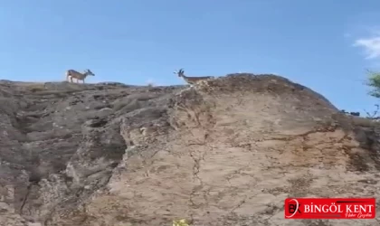 Dağ keçileri görüntülendi