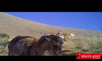 Nesli Tükenmekte Olan Anadolu Yaban Koyunu Sayısı Hızla Artıyor