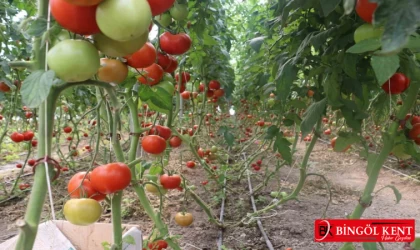 Üretilen domatesler çevre illere...