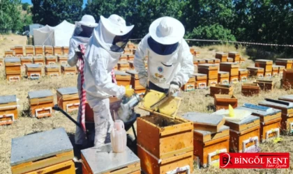Bingöl Üniversitesi’ne ana arı yetiştiriciliği izni