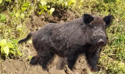 Bingöl’de yaban domuzları bahçelere zarar verdi!