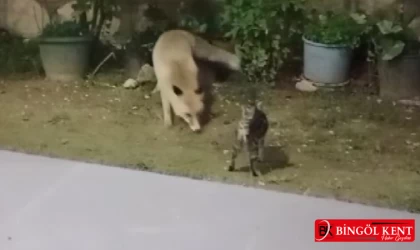 Tilkilerle kediler birlikte besleniyor