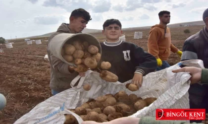 Türkiye'nin Patates Ambarlarından Birisi: Ahlat