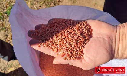 Bingöl'de 6 buğday çeşidi toprakla buluştu