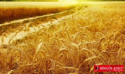 Bingöl’de buğday ekimi 20 gün gecikmeli yapıldı