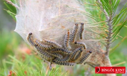 Çam Kese Böceği: Ormanlarda Tehlike Yaratıyor
