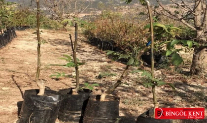 Bingöl'de Çiftçilere Hibeli Ceviz ve Dut Fidanı Dağıtılacak