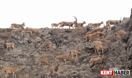 Bingöl’de Dağ Keçileri Sürüsü Görüntülendi