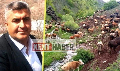 Bingöl'de '60 Bin Lira Maaşla' Çoban Bulamıyor!