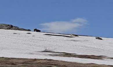 Bingöl’ün Karlı Tepelerinde Ayılar Görüntülendi