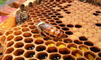 İklim Değişikliği Arıları Etkiledi